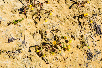 Foalfoot (tussilago farfara) blossoming on spring