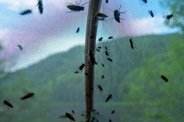 A large number of horseflies on the window mosquito net in the summer.
