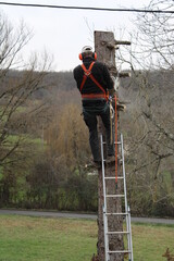 Élagage d'un arbre