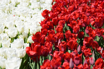 Blooming tulips in flower bed at the city park