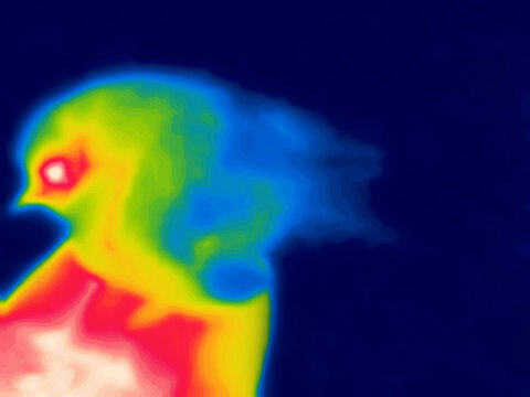 The Firebird (from Igor Stravinsky's ballet) - the mystical bird of happiness imagination. Thermal impressijnism