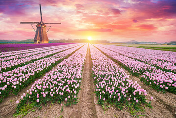 Landscape with tulips, traditional dutch windmills and houses near the canal in Zaanse Schans, Netherlands, Europe. High quality photo - obrazy, fototapety, plakaty