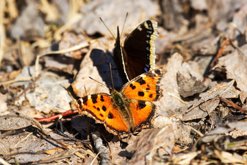 Fototapeta na wymiar Unusual natural phenomenon. Lesser tortoiseshell (Vanessa urticae) butterfly is chasing Mourning butterfly (Nymphalis antiopa) and trying to mate with it. Such errors of instinct are rare in nature