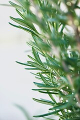 Fototapeta premium Rosemary branch on white background with space for text.