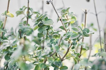 Fresh plant green oregano leaves on white background.