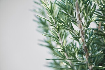 Rosemary plant green leaves on white background with copy space.