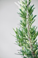 Rosemary plant green leaves on white background with copy space.