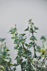 Fresh plant green oregano leaves on white background.