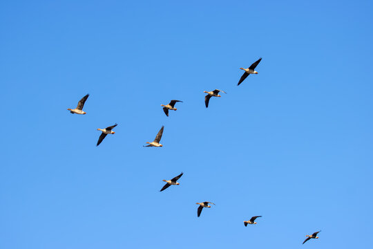 Mixed flock of Bean goose (Anser fabalis) and White-fronted goose (Anser albifrons) over winter fields and forests during wintering in Europe
