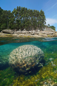 Rocky coast with Eucalyptus trees and a boulder with fish underwater in the Atlantic ocean, Spain, natural scene, split view half over and under water surface, Galicia, Rias Baixas