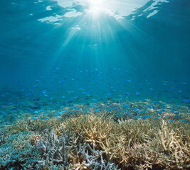 Fototapeta na wymiar Sunlight underwater with a coral reef and a school of fish (Chromis viridis), natural scene, south Pacific ocean, New Caledonia
