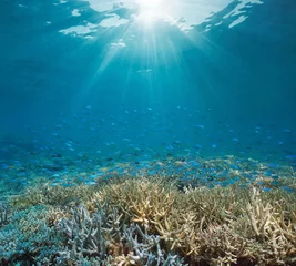 Foto op Aluminium Sunlight underwater with a coral reef and a school of fish (Chromis viridis), natural scene, south Pacific ocean, New Caledonia © dam