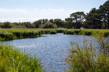 the river in the forest