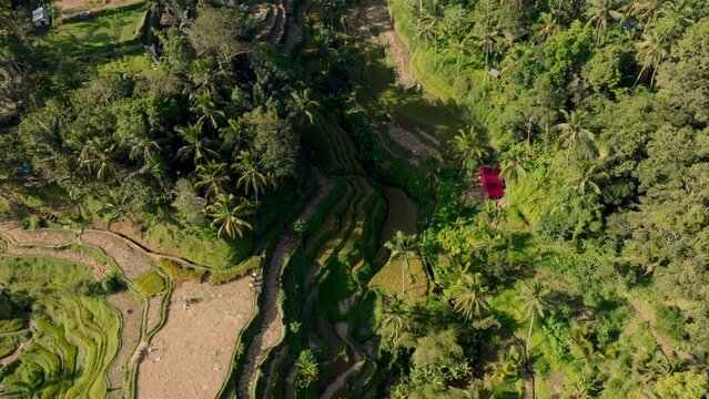 Drone Over Serene Jungle Rice Plantations