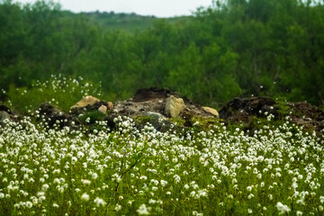 Wet tundra with horsetail and Cotton grass (Eriophorum sp.) Kola Peninsula, coast of the Barents Sea