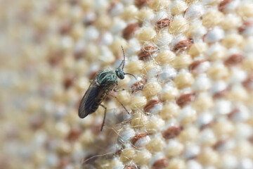 Selective focus on biting midge insect, genus Dasyhelea