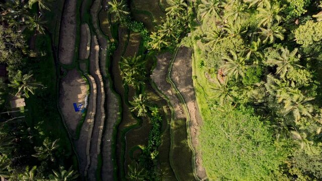 Top-Down Drone View Of Jungle Rice Terraces