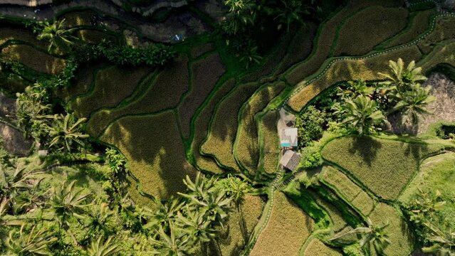 Drone Descends Over Lush Jungle Rice Terraces