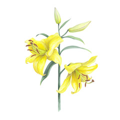 Lilies Yellow flowers branch bouquet with buds, leaf isolated on white background. Watercolor hand drawn botanic sketch illustration. Art design wedding invitation, greeting card, decoration graphic