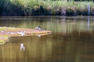 ducks on the lake