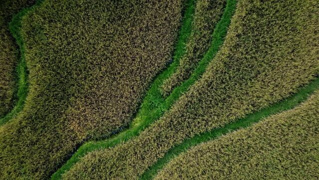 Drone's Graceful Ascent Over Jungle Rice Fields