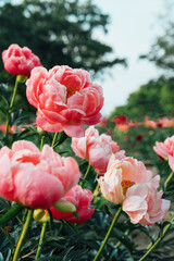 Beautiful Coral Charm peony flowers blooming in the garden, close up. Natural summer flowery background.