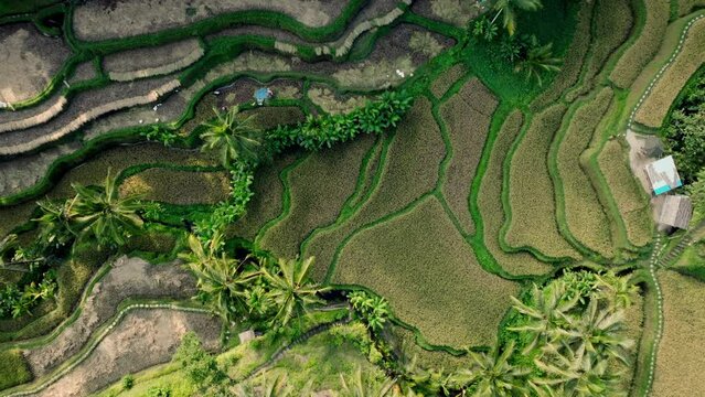 Top-Down Panorama Of Jungle Rice Landscapes