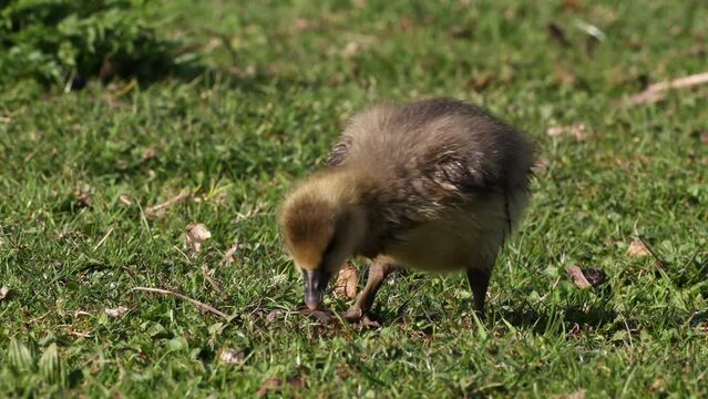 Close up of a beautiful yellow fluffy greylag goose baby gosling in spring, Anser anser is a species of large goose in the waterfowl family Anatidae