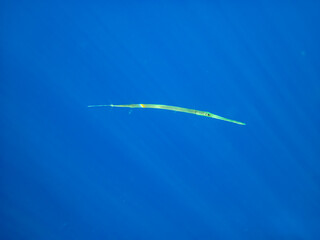 Beautiful fish in the expanses of the coral reef of the Red Sea