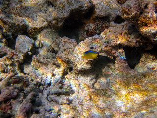 Naklejka na ściany i meble Beautiful fish in the expanses of the coral reef of the Red Sea