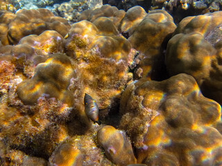Beautiful fish in the expanses of the coral reef of the Red Sea