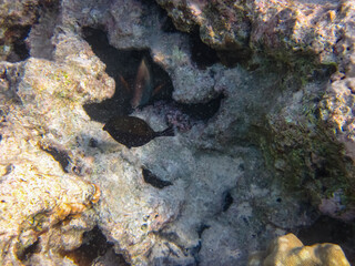 Beautiful fish in the expanses of the coral reef of the Red Sea