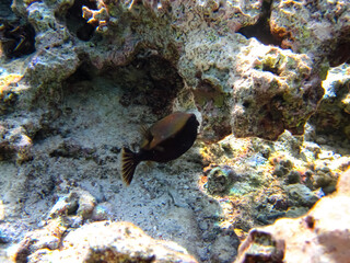 Beautiful fish in the expanses of the coral reef of the Red Sea
