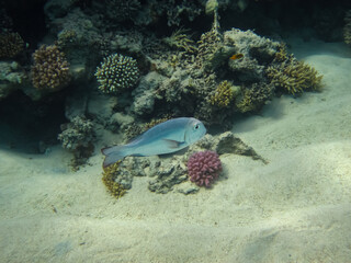 Beautiful fish in the expanses of the coral reef of the Red Sea