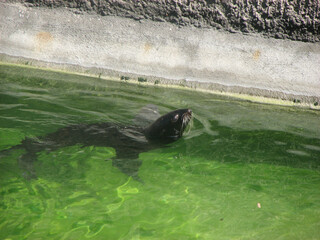 Sea lion swimming in the water of the pond. Aquarium.
