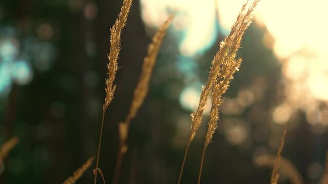 Close-Up Tall Grass at Edge of Forest swaying gently in wind at sunset sun beams. Beautiful uncultivated nature, ecological places