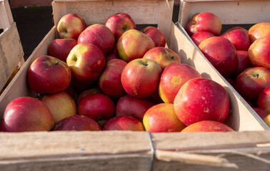 wooden box full of beautiful red apples