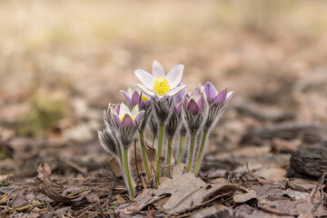Beautiful wild pasque flowers in the spring forest - 728347787