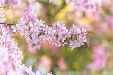 Spring blooming tree branch with pink flowers - 728348534