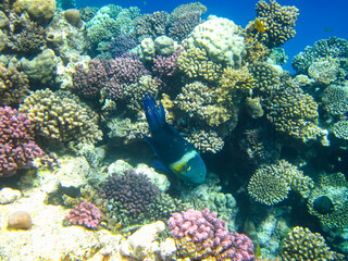 A fabulously beautiful coral reef and its inhabitants in the Red Sea