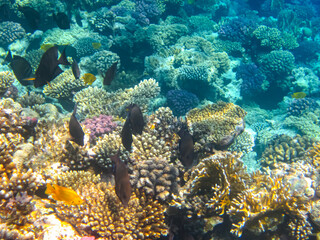 Naklejka na ściany i meble A fabulously beautiful coral reef and its inhabitants in the Red Sea