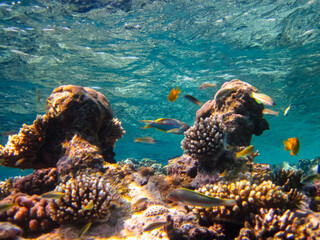 A fabulously beautiful coral reef and its inhabitants in the Red Sea