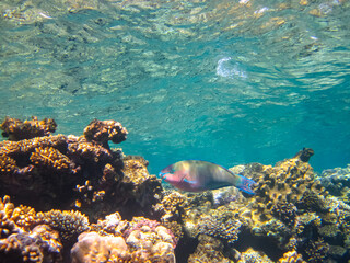 A fabulously beautiful coral reef and its inhabitants in the Red Sea