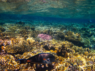 A fabulously beautiful coral reef and its inhabitants in the Red Sea