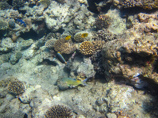 A fabulously beautiful coral reef and its inhabitants in the Red Sea