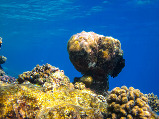 A fabulously beautiful coral reef and its inhabitants in the Red Sea