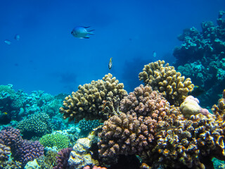 A fabulously beautiful coral reef and its inhabitants in the Red Sea