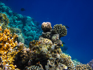 A fabulously beautiful coral reef and its inhabitants in the Red Sea