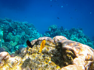 A fabulously beautiful coral reef and its inhabitants in the Red Sea