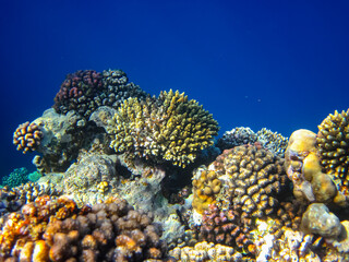 A fabulously beautiful coral reef and its inhabitants in the Red Sea
